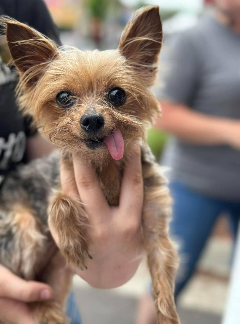 yorkshire terrier dog