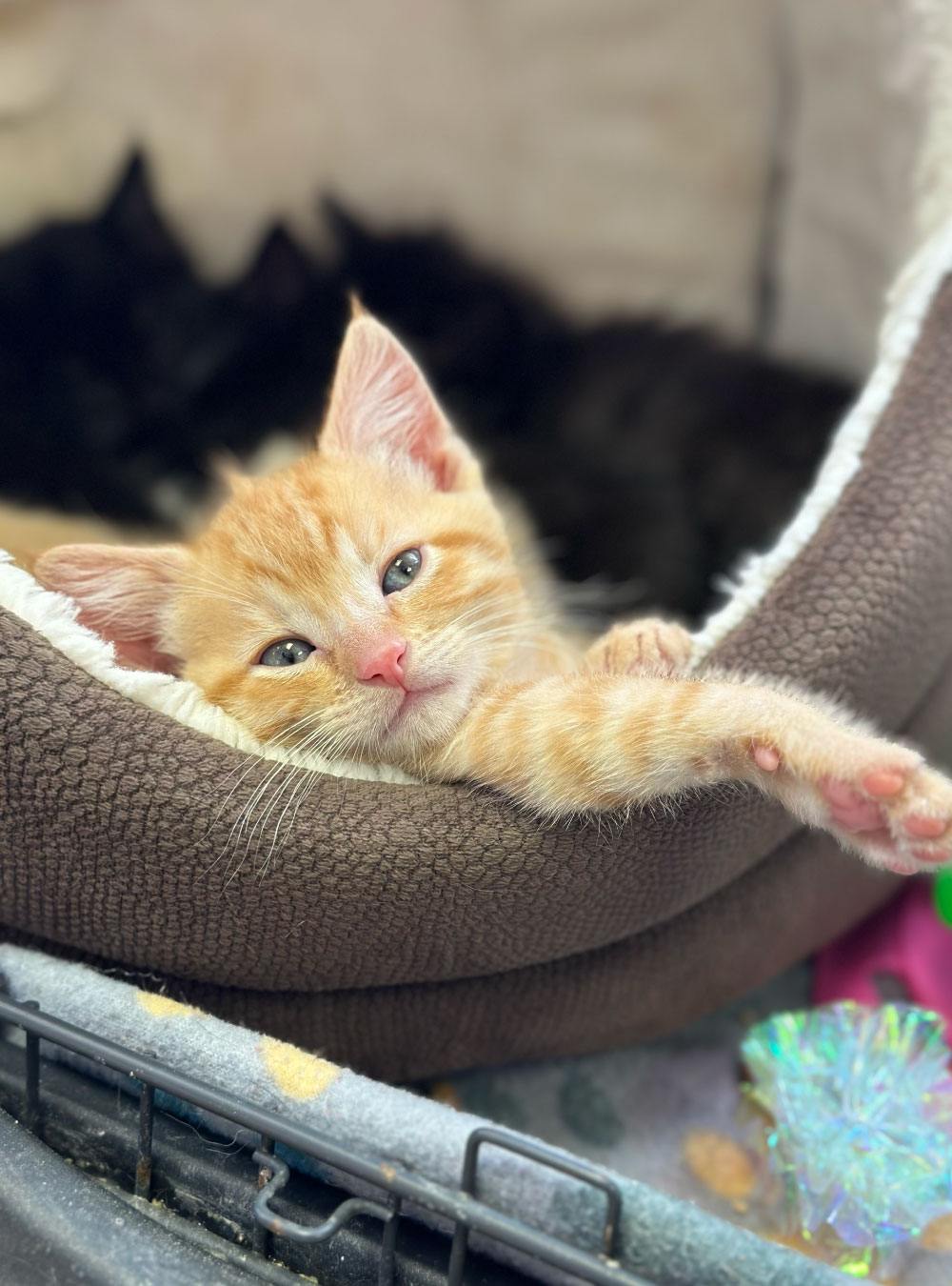 kitten relaxing in her bed