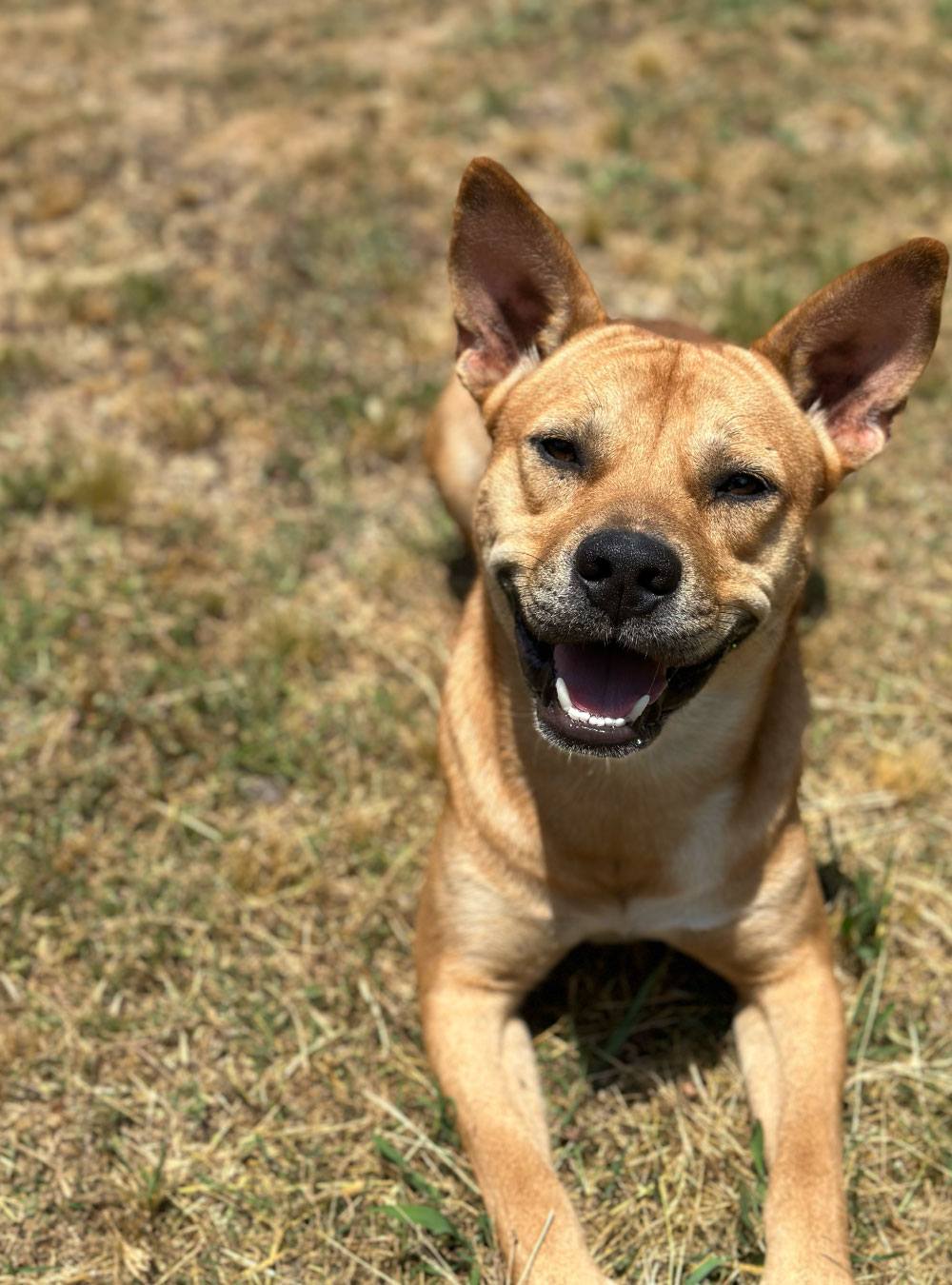small dog with big ears laying down with huge smile on his face