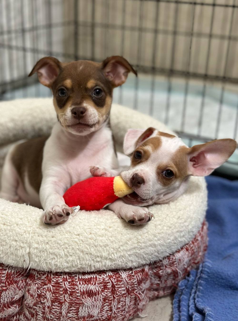 two small puppies sharing bed together