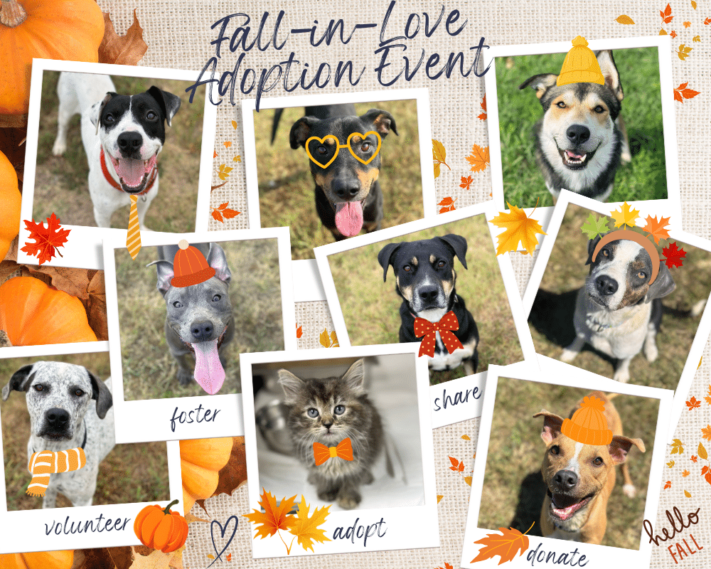 09/27/24-09/29/24 Fall-in-Love Adoption Event